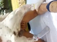 Slut had outdoor animal sex with big white bulldog